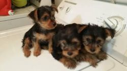 Free /not For Sale Purebred Tiny Yorkie Puppies