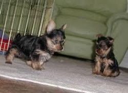 Healthy Teacup Yorkie Puppies For New Homes,!