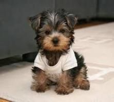 Beautiful male and female Yorkie Puppies ready,