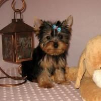 Outstanding Akc Teacup Yorkshire Puppies