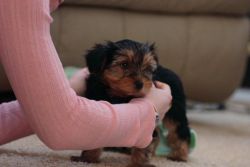 Lovely Teacup Yorkie Puppies For Adoption