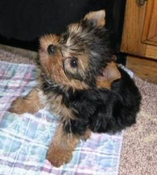 Yorkie Puppies For Adoption. Male And Female/.