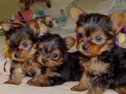 Two cute Beautiful Yorkshire Terrier