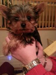 Excellent male and female Yorkie puppies