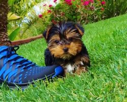 lovely yorkie puppy for adoptio