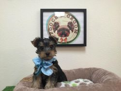 Yorkshire Terrier - Berry - Male