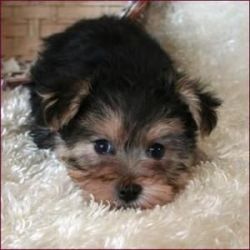 good male female yorkie pupies for rehoming