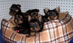 Akc X-mas Yorkshire Terrier Puppy For Adoption