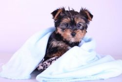 Yorkie Puppies For Adoption, (xxx)xxx-xxxx