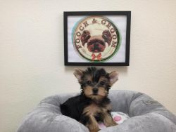 Yorkshire Terrier For Sale - Barley - Male