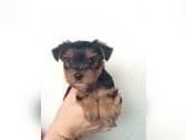 Cute Male And Female Yorkie Puppies For Adoption