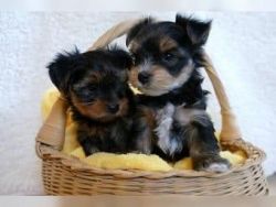 Registered Male And Female Teacup Yorkie Puppies