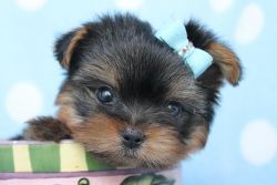 Male And Female Teacup Yorkie Puppies For Xmas