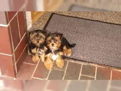 male and female T-Cup Yorkie puppies