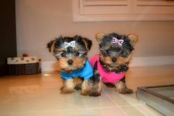 Micro Teacup Yorkie Puppies For Free Adoption.