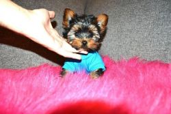 Outstanding Teacup Yorkie Puppies For New Homes