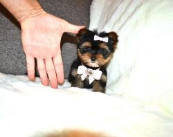 Sociable Teacup Yorkie Puppies For New Homes