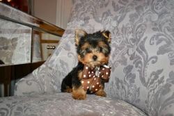 Two Tiny Teacup Yorkie Puppies