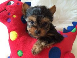 Amazing T-cup Yorkie Puppies For New Homes