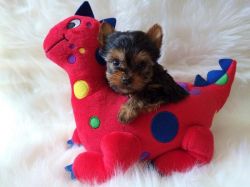 Akc Registered T-cup Yorkie Puppies For New Homes