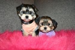 Potty Trained Micro T-cup Yorkie Puppies