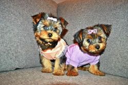 Amazing T-cup Toy Yorkies Puppies For New Homes