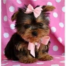 yorkie puppies ready to go
