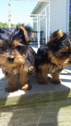 Akc Registered Yorkie Puppies Available Now