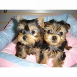 Yorkie puppies Needing A caring Home