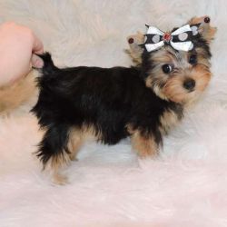 Yorkie puppies Needing A caring Home