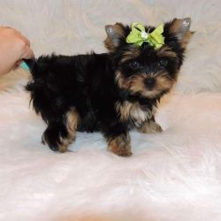 Two female and two male tiny yorkies