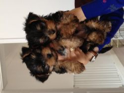 good male and female yorkie