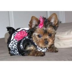 Great Yorkie puppies for free adoption