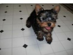 Adorable Yorkie Puppy For Rehoming!!!!