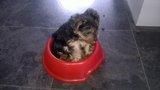 Yorkshire terriers pups for sale
