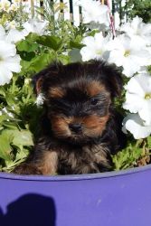 Gorgeous Yorkies For Sale