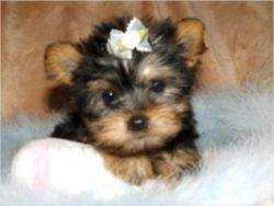 Yorkshire terrier full bred puppies