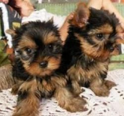 Adorable Males And Females Teacup Yorkie Puppies