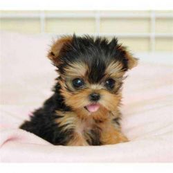 Lovely Free Teacup Yorkie Puppies