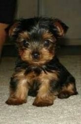 Excellent Tea-cup Size Yorkie Puppies For Adoption