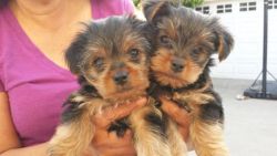 Good looking male and female Teacup Yorkie