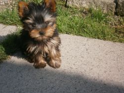 Lovely yorkie Pup for adoption .