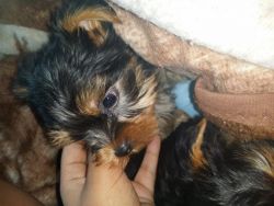 Top Quality Male And Female Teacup Yorkie