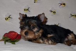 Akc Yorkie Puppy - 12 Weeks Old Male For Adoption