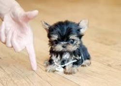 Yorkshire Terrier Purebred Tiny Yorkie Puppies