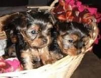 Excellent Tea-cup Size Yorkie Puppies For Adoption