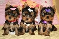Healthy Yorkshire Terrier Puppies For Adoption
