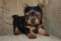 Teacup Yorkie Puppies For New Home