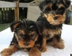 Beautiful Tiny Tea-cup Yorkie Puppies