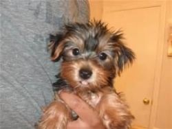 Yorkie puppies Males and Females